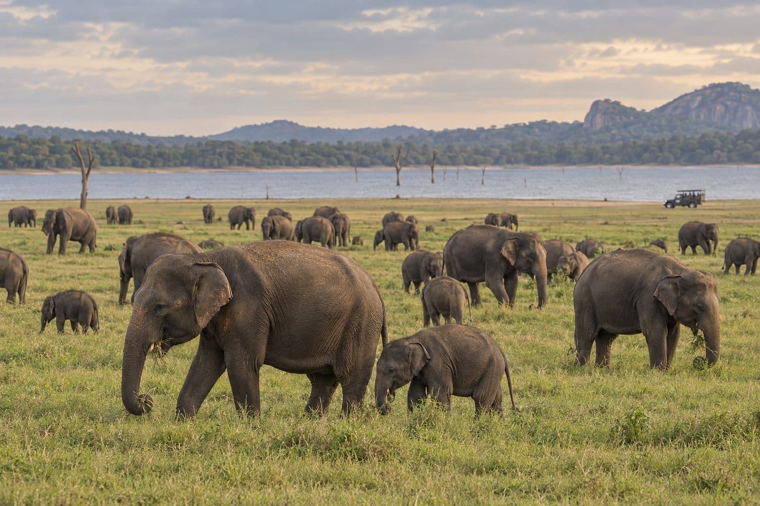 Minneriya Elephant Gathering